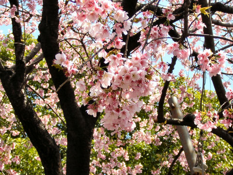 The Sakura or cherry blossom is a small flower that blooms in the spring